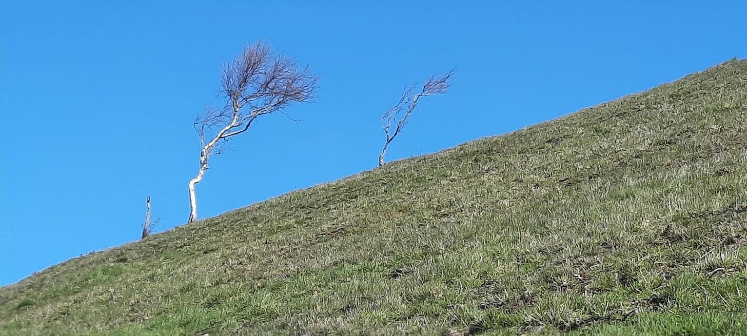 Trees in Malvern Hills show prevailing winds