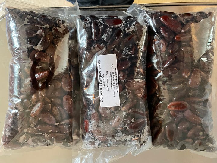 Many seeds from North American Pawpaws that are dark brown and large in shape.
