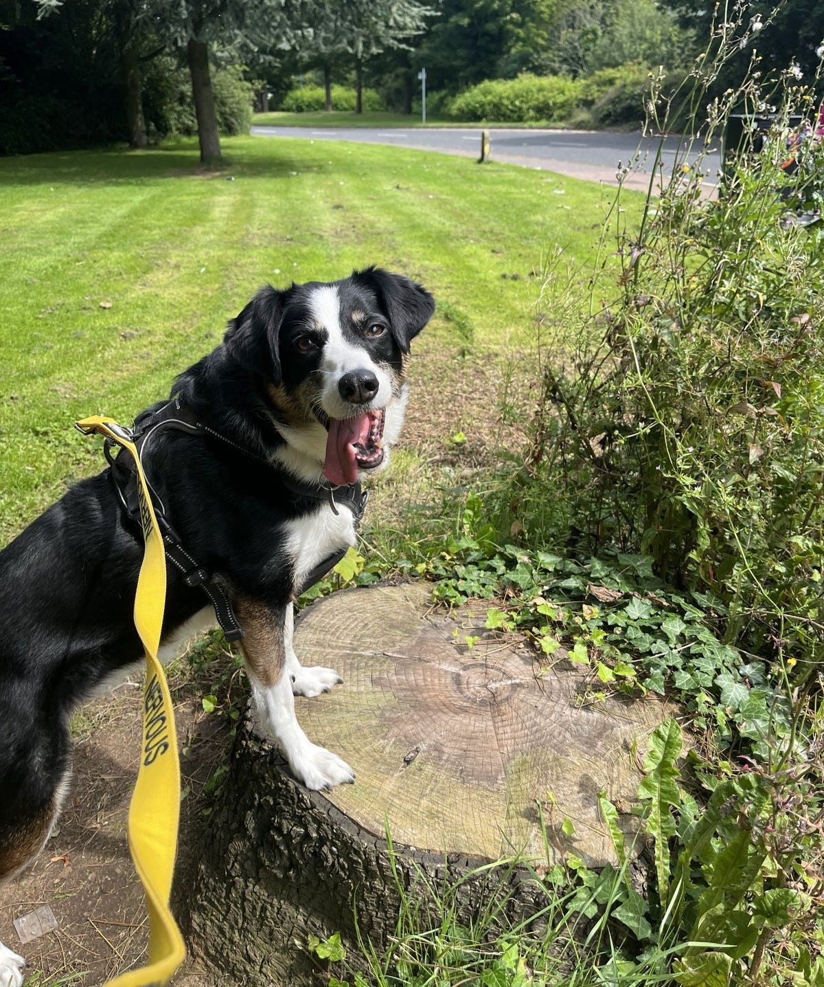 photo of a collie dog looking happy with her tongue hanging out and her front paws on a tree stump with grass and trees in the background