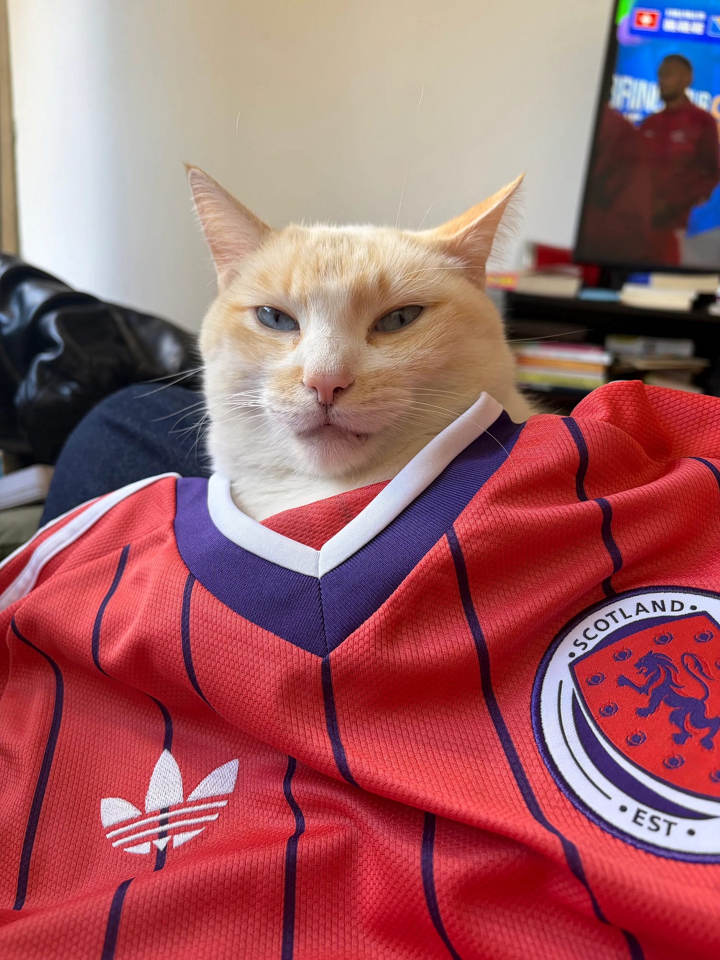 Foto de um gato branco que está deitado no meu colo. Mas por cima dele tem uma camisa da Escócia, vermelha com finas listras azuis, como se o gato estivesse vestindo ela. O brasão é um círculo branco. No centro fem um escudo Vermelho e no escudo um leão azul, escrito “Scotland est. 1873”. Do lado esquerdo tem o símbolo da Adidas Foto de um gato branco que está deitado no meu colo. Mas por cima dele tem uma camisa da Escócia, vermelha com finas listras azuis, como se o gato estivesse vestindo ela. O brasão é um círculo branco. No centro fem um escudo Vermelho e no escudo um leão azul, escrito “Scotland est. 1873”. Do lado esquerdo tem o símbolo da Adidas