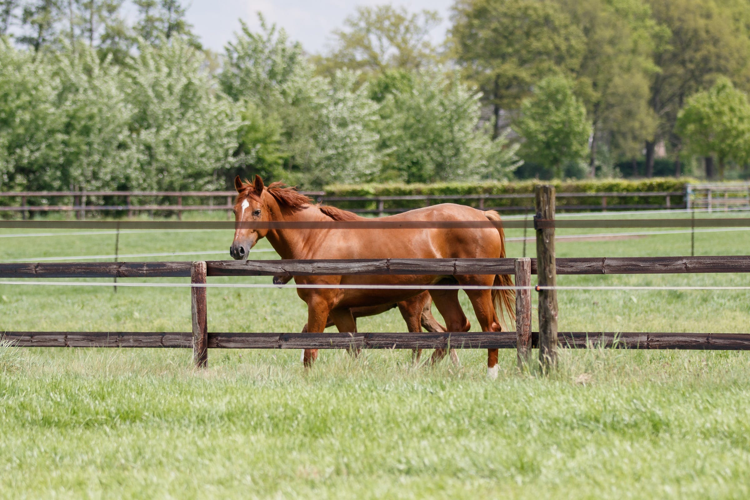 foal and mare on field foal and mare on field