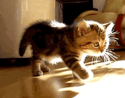 Kitten Stretching GIF Kitten Stretching GIF