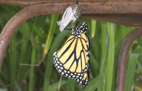 Why Our Economy Should Be Like A Butterfly Why Our Economy Should Be Like A Butterfly