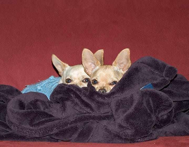 Three photos of my Chihuahuas at various ages, and the final photo shows us kayaking together in the summer of 2013, just before Frida was killed. 