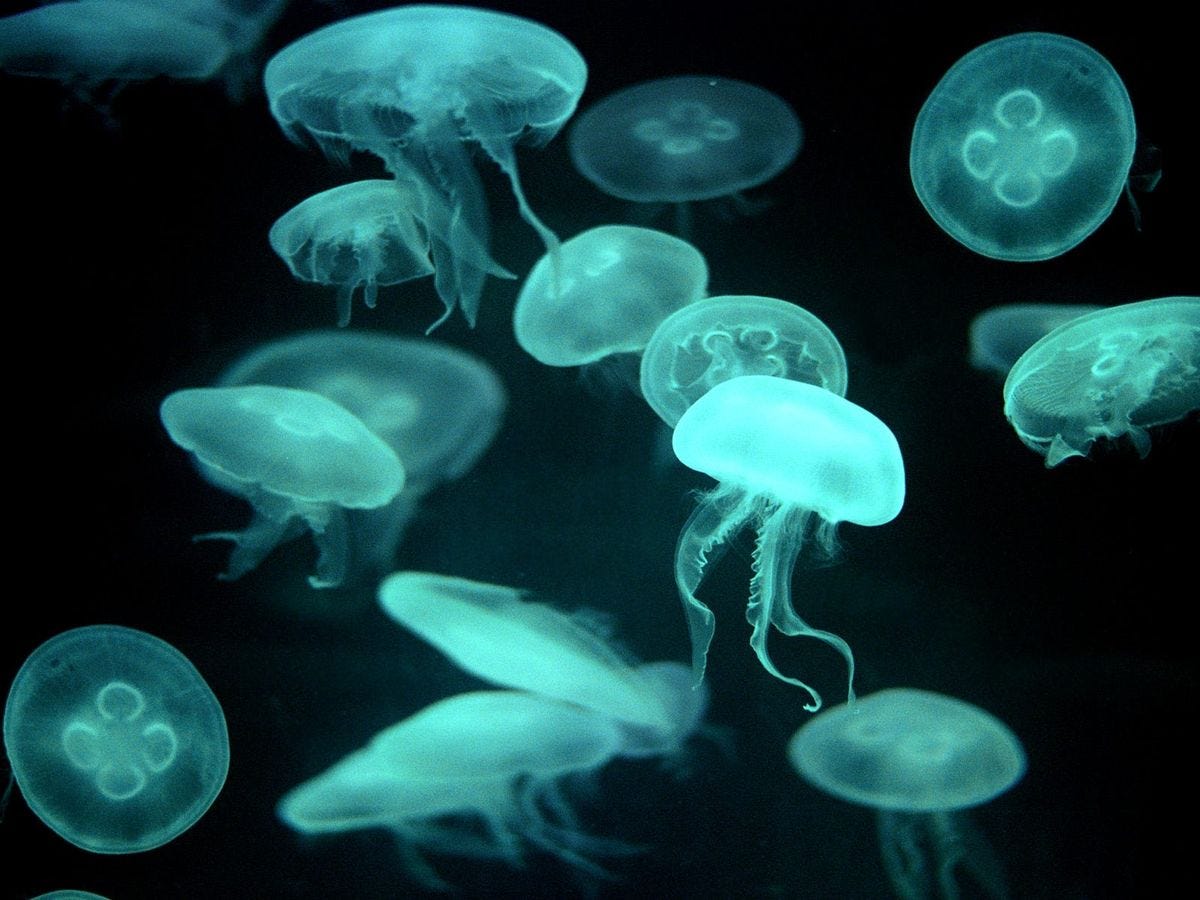 Jellyfish | Animal Wildlife