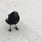 Crows2's avatar