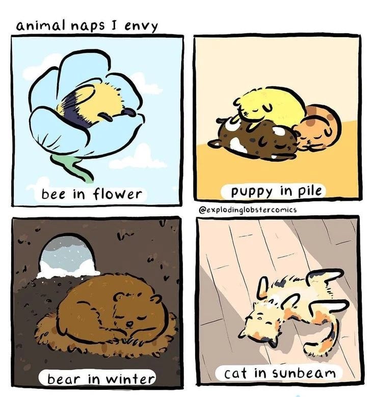 A cute comic showing four panels of animals napping in cozy spots: bee in flower, puppy in pile, bear in winter, cat in sunbeam.