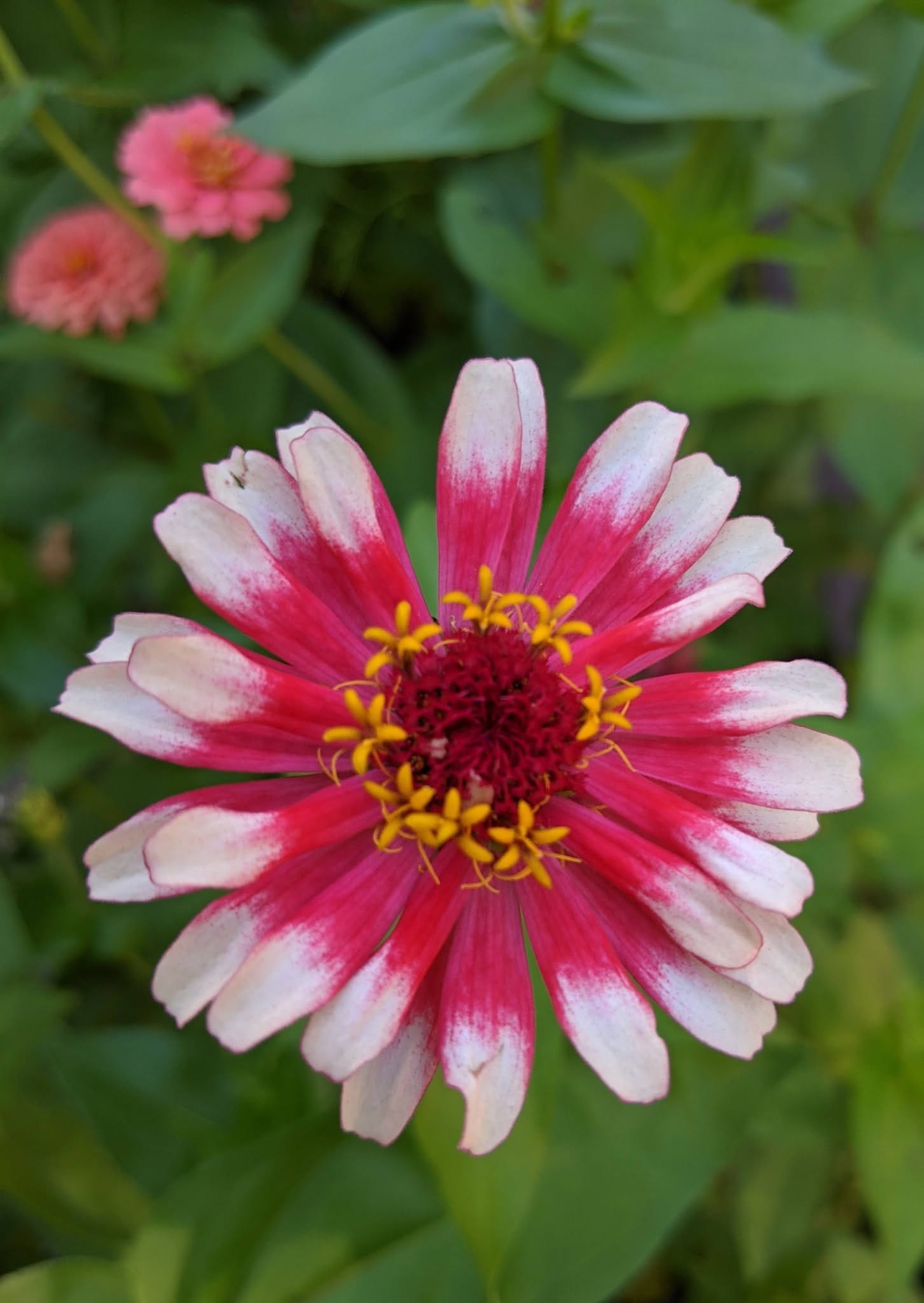 May be an image of flower