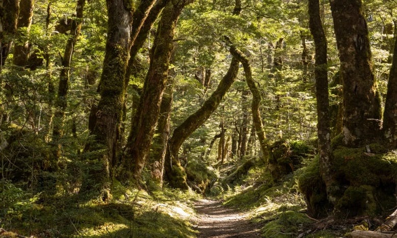 Getting back to nature: how forest bathing can make us feel better | Trees  and forests | The Guardian Getting back to nature: how forest bathing can make us feel better | Trees  and forests | The Guardian
