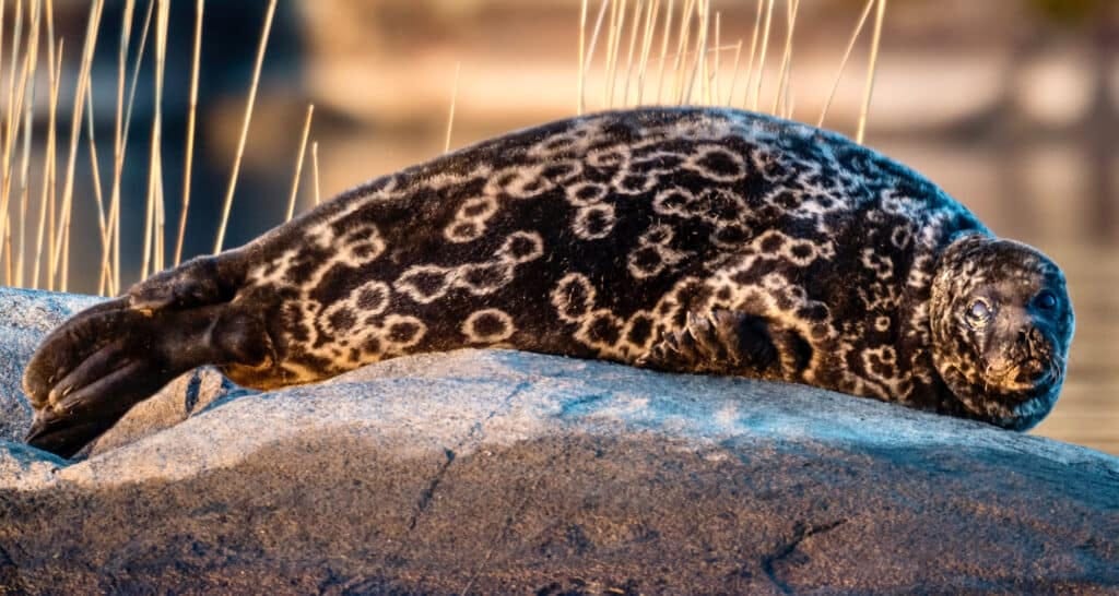 Where & HOW To See Rare Saimaa Ringed Seals In Finland: The Ultimate Guide!