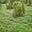 Forest Greens's avatar