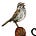 sparrow's avatar