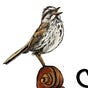 sparrow's avatar