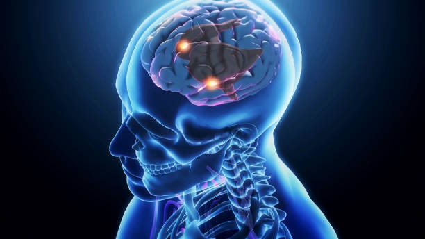 Amygdala of the brain Amygdalas in a human brain, part of the limbic system, neuroscience stock pictures, royalty-free photos & images
