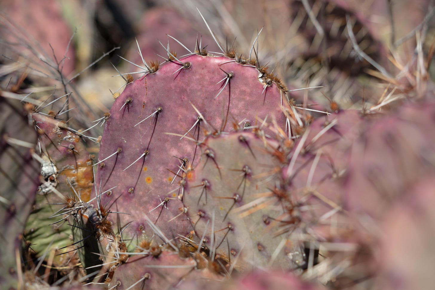 Closeup of the pink paddles of a cactus with thin gray spines. Some spines arise from a circle of short brown bristles.