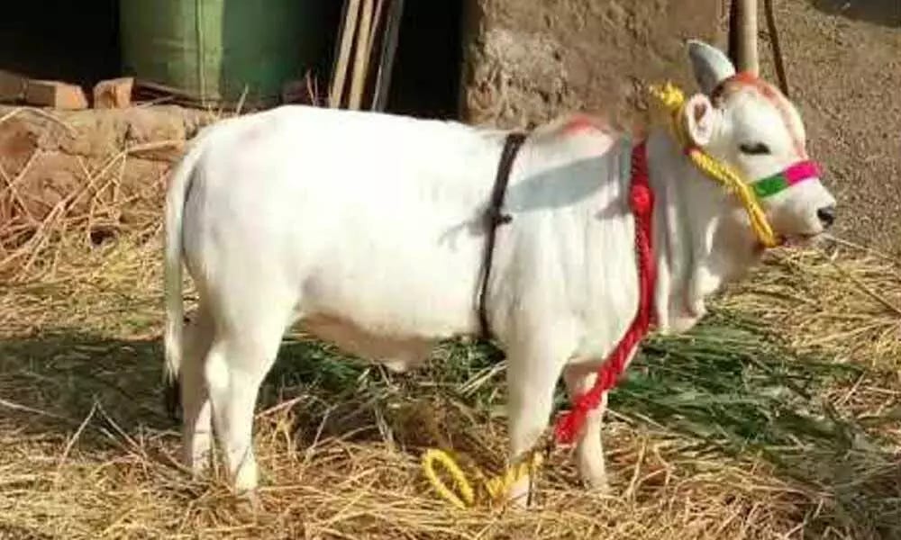 Mission Punganur" a major breakthrough in indigenous cattle conservation Mission Punganur" a major breakthrough in indigenous cattle conservation