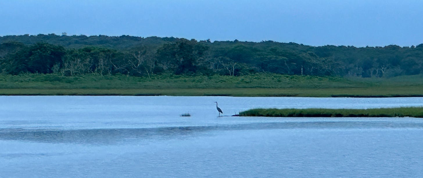 A heron on the edge of a pond with green, lush trees in the background.