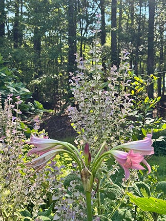 Description of plants blooming in our July garden