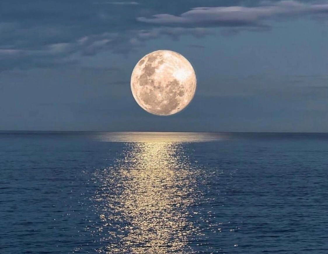 Free Bear Vector Clipart (PNG, SVG) to Edit Online, image size:1124x869