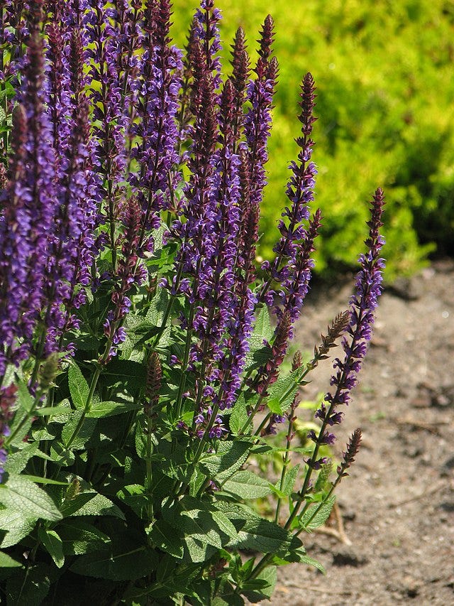 Salvia nemerosa aka Salvia