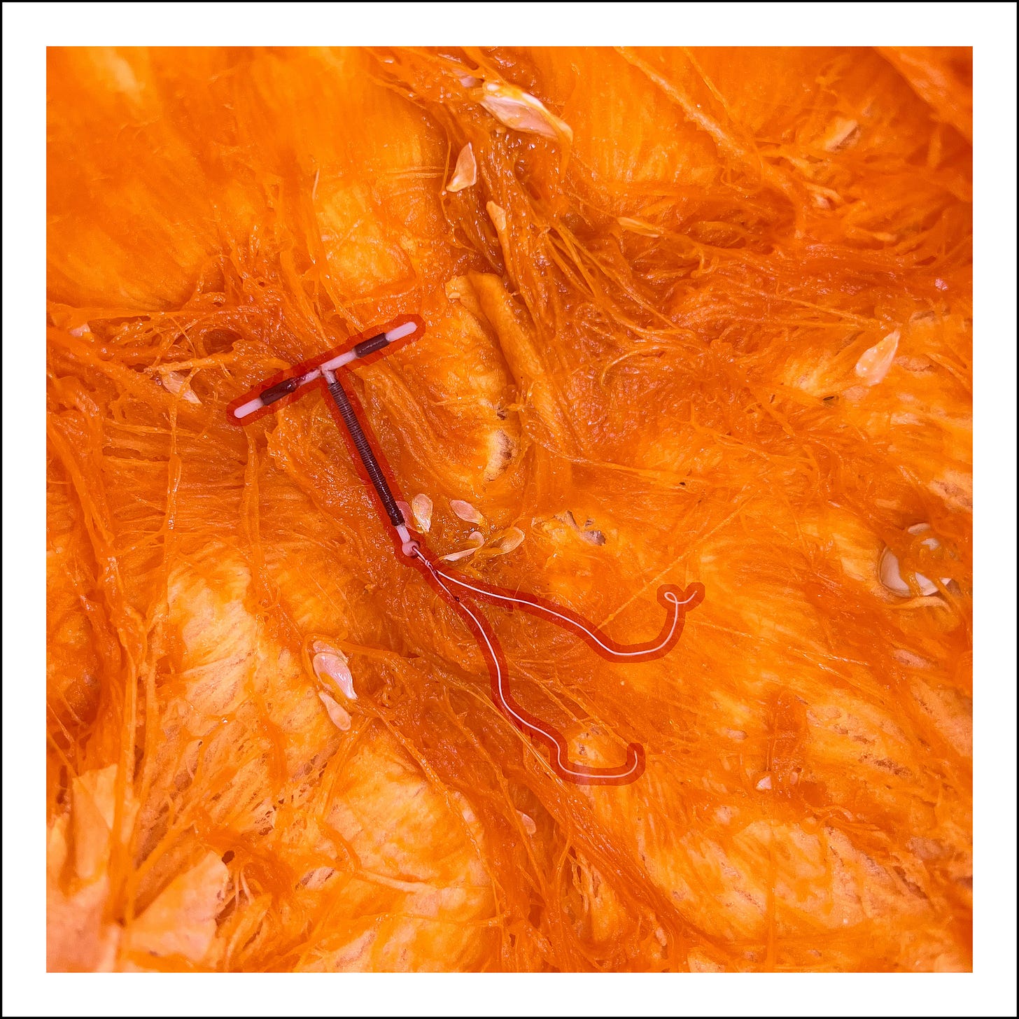 Rainbow Squared Series Six 08. Orange Red. An IUD is outlined in red and photographed inside of a pumpkin scraped of its seeds.
