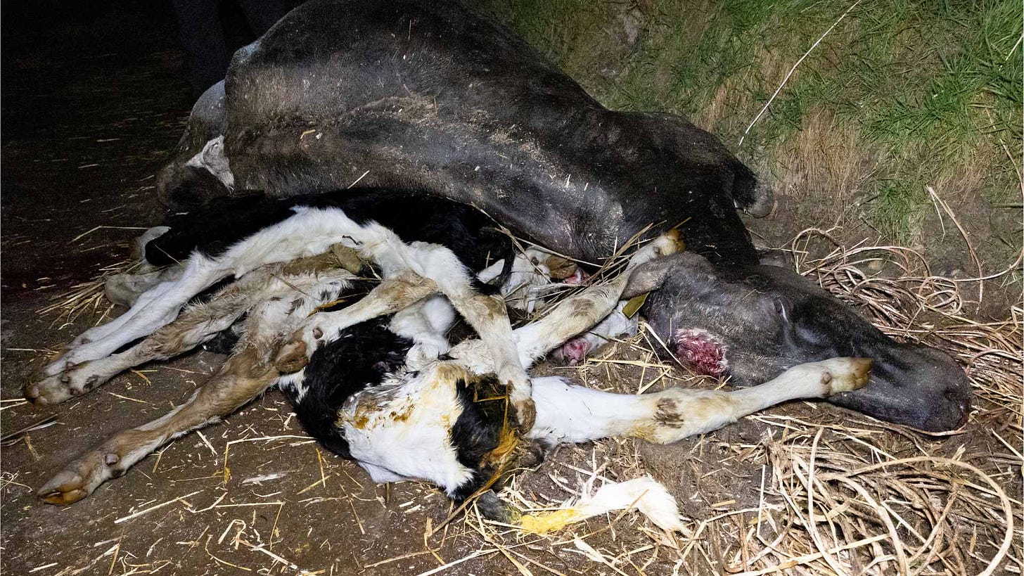 Viva! - Horrific scenes of animal abuse recorded at Red Tractor approved  dairy farm in Wales