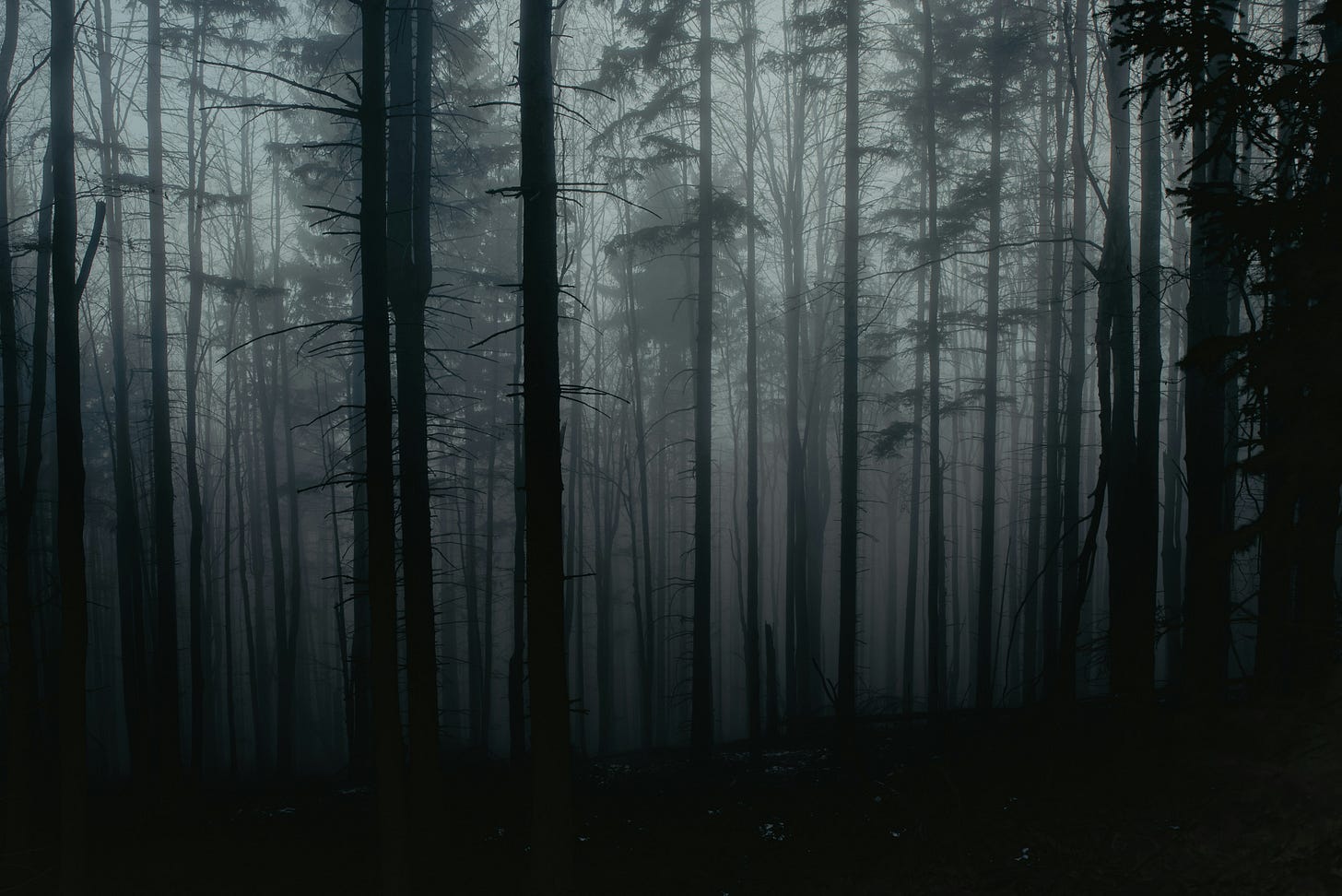 A photo of a misty forest at night