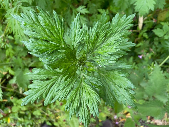 Rosette like terminal green feather-like leaves of mugwort and shrubby stems