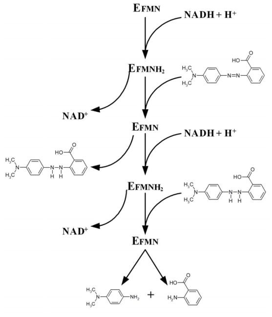 An external file that holds a picture, illustration, etc.
Object name is nihms950926f2.jpg An external file that holds a picture, illustration, etc.
Object name is nihms950926f2.jpg