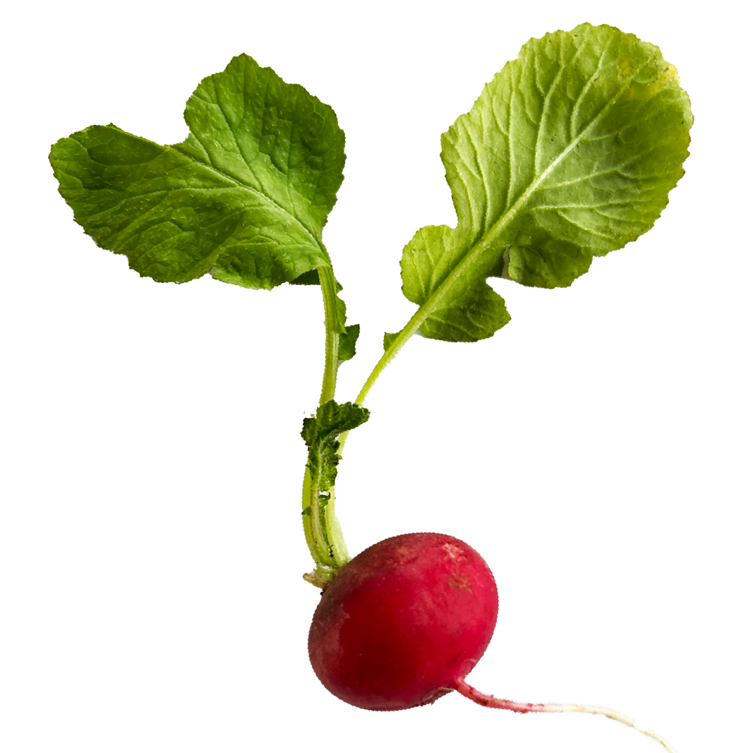 Dispatch from DIRT ROAD cottage