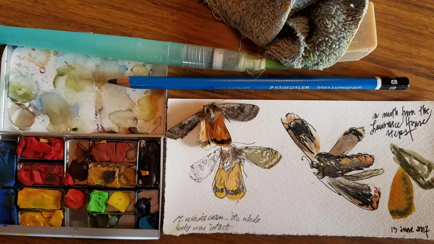 Photograph shows a piece of watercolor paper with three sketches of a gray and orange moth. To the left of the paper is a small palette of watercolor paints. Above them are a brush, pencil, rag, and eraser.