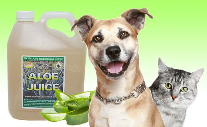 Can dogs and cats eat or drink Aloe Vera? - Aloe Vera Australia