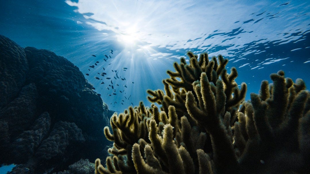 green corals under water green corals under water