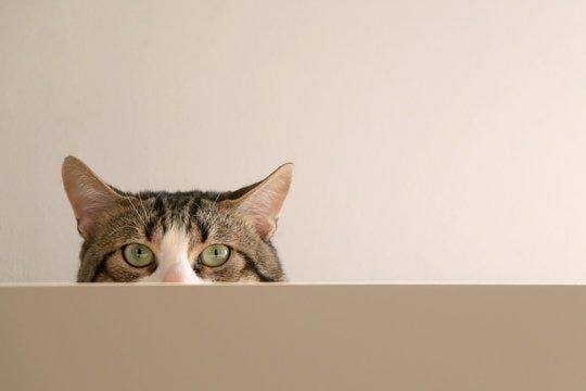 Cat Peeking Images – Browse 15,496 Stock Photos, Vectors, and Video | Adobe Stock Cat Peeking Images – Browse 15,496 Stock Photos, Vectors, and Video | Adobe Stock