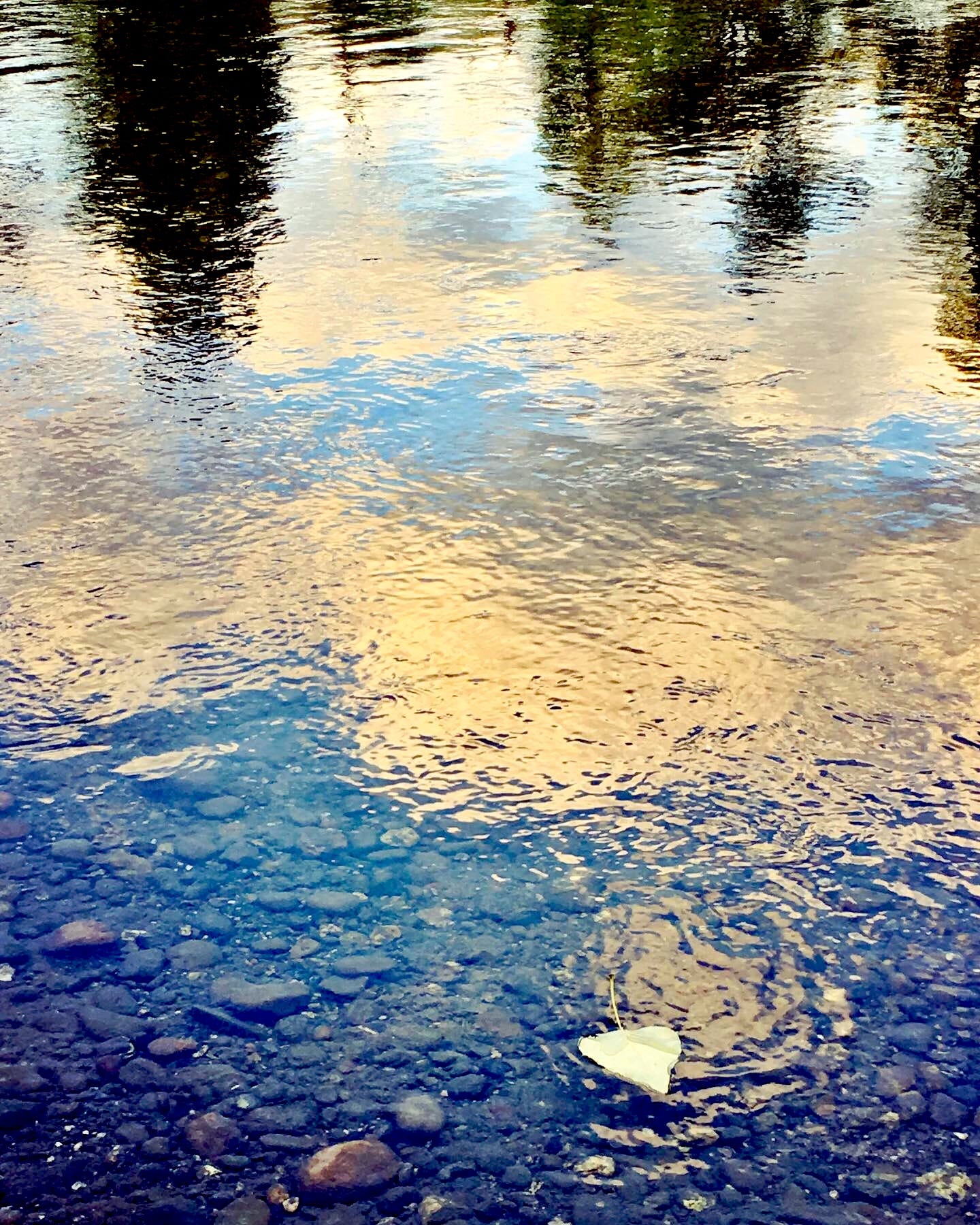 A cottonwood leaf drifts downstream.  Photo by JPC.