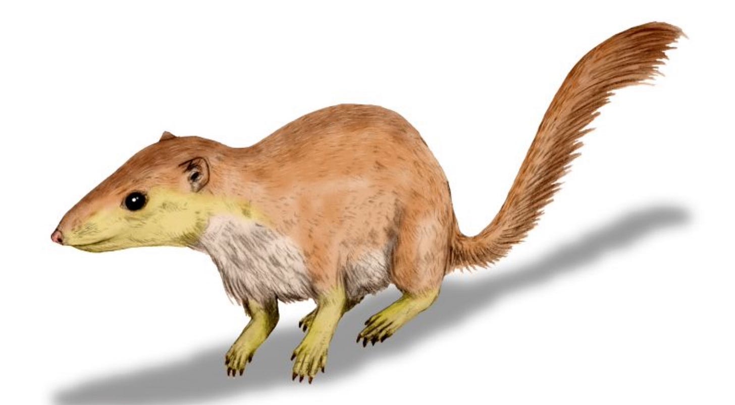 Purgatorius