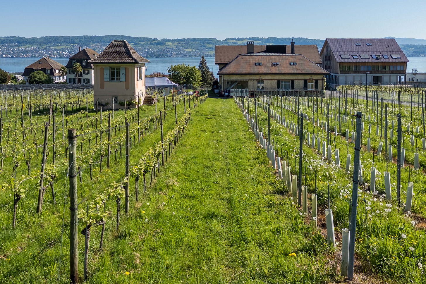 Frühlingsblick über den Rebberg des heutigen Weinbauzentrums Wädenswil am Zürichsee: In sanfter Hanglage verlaufen Rebstockreihen zentrisch auf das Ufergebäude zu; links steht das kleine rosarote Rebhaus, vor dem die zwölf jungen Nachkommen des historischen Rebstocks Nr. 58 gepflanzt sind. Im Hintergrund glitzert der See, darüber erstreckt sich das rechte Zürichseeufer. (Foto: Jürg Vollmer)