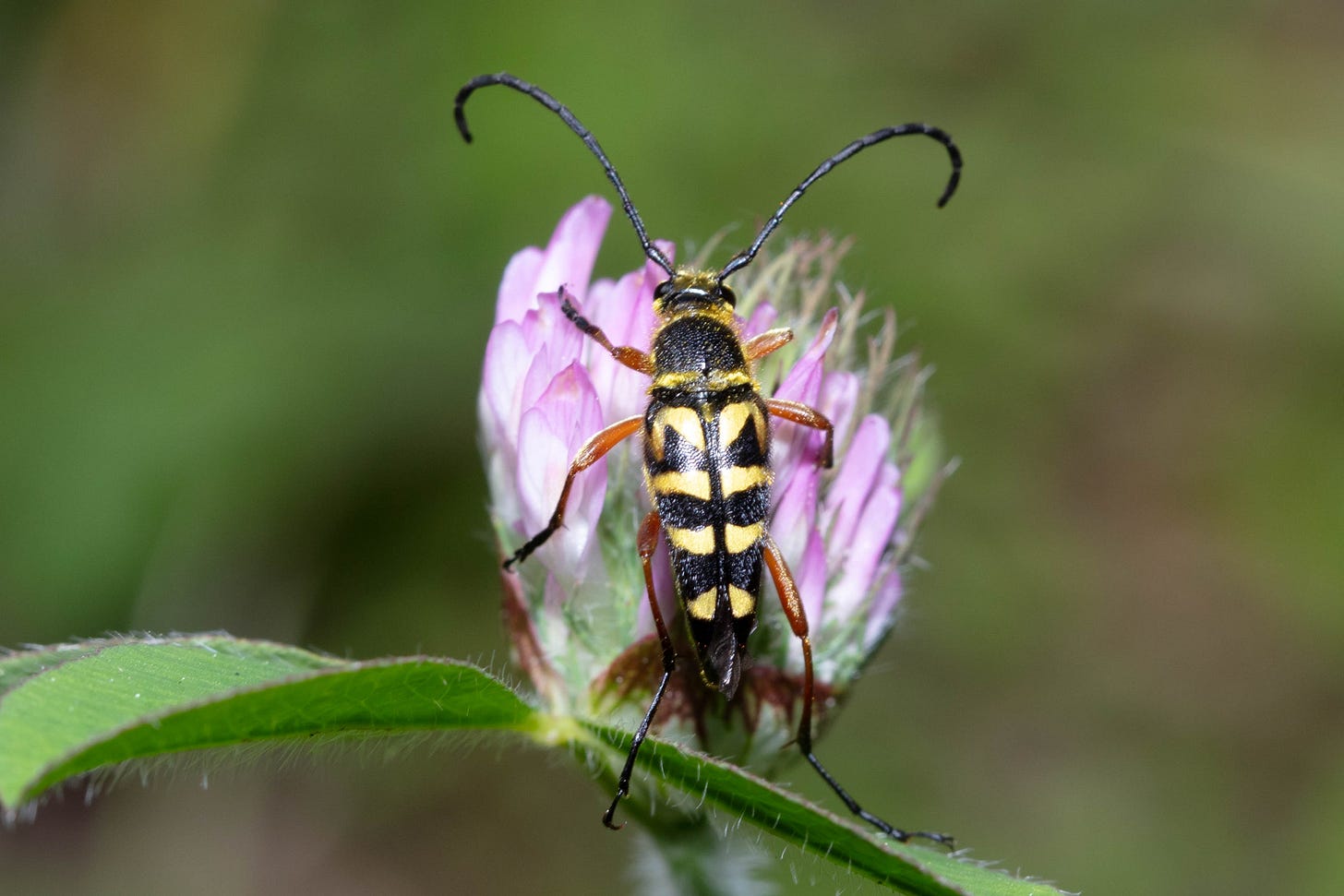 A black and yellow beetle on a purple flower