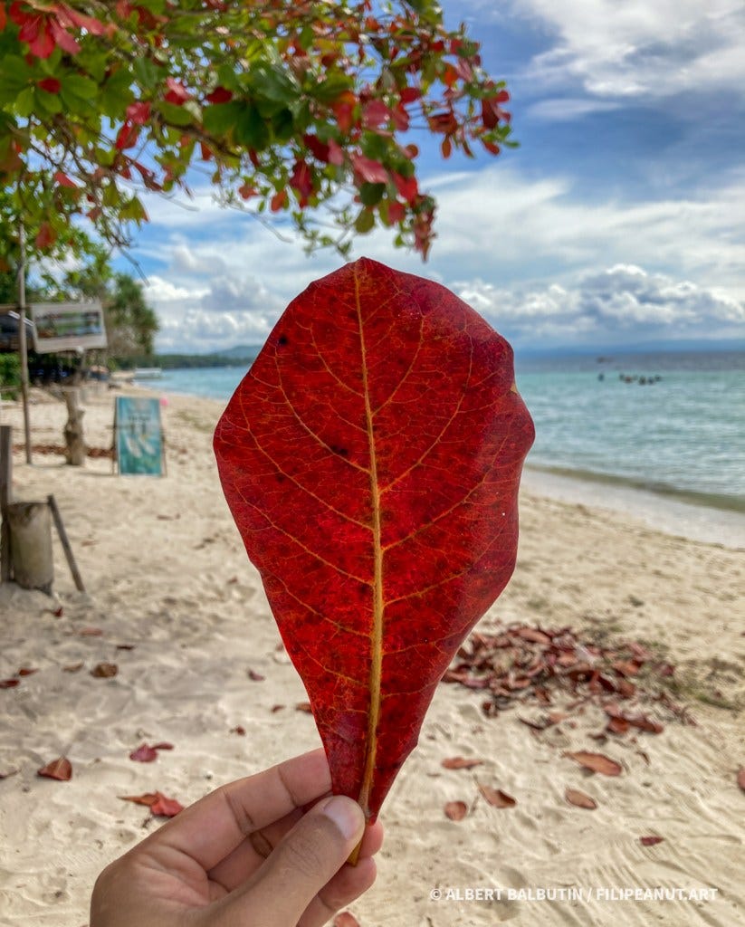 Red talisay leaf Terminalia catappa on white beach in Visayas