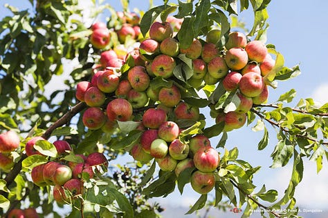 Apple trees and fruit in Tian Shan, Kazakhstan. Source: Catherine Peix, Association Alma