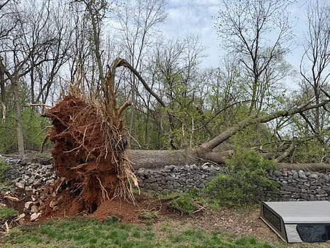 Big Tree Down