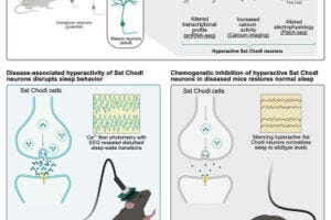 graphical abstract of the research