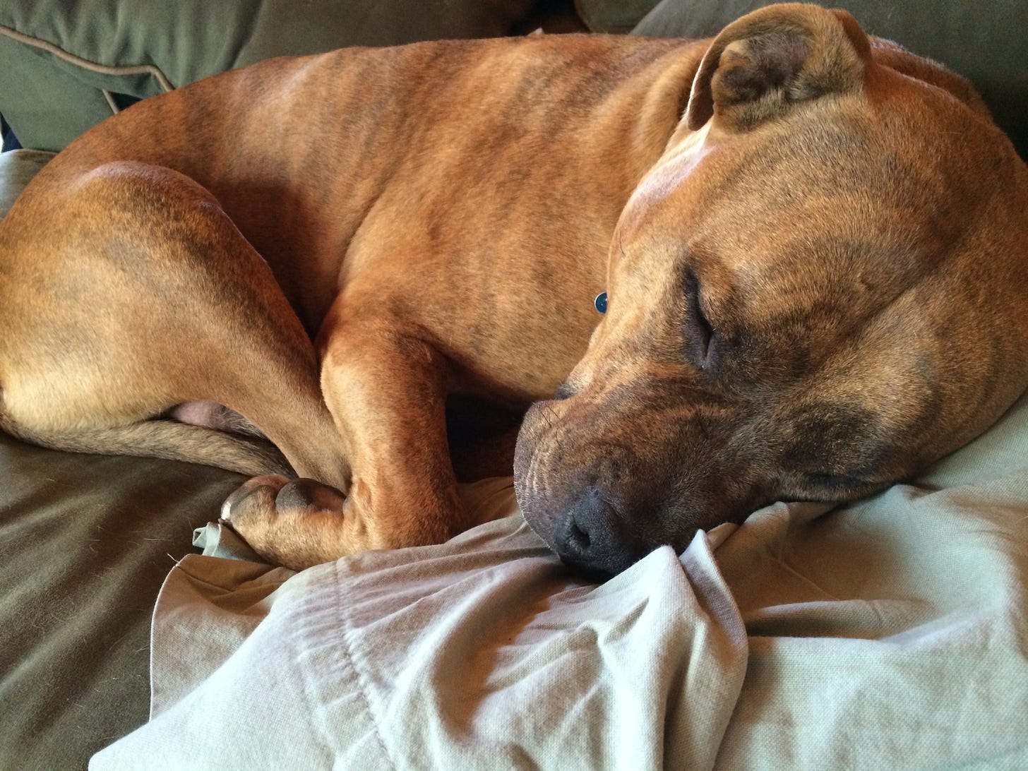 Sleeping Pit Bull