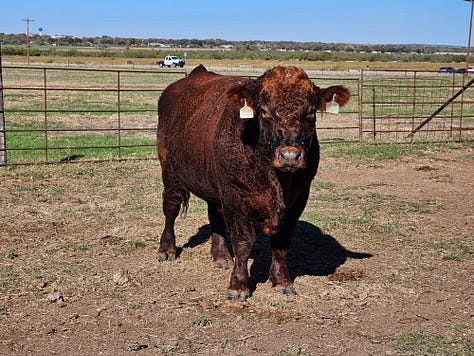 5 Mushrush bulls