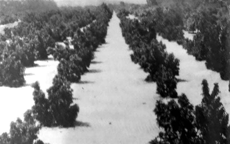Avocado crop on Miami Beach planted by Collins.
