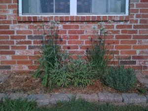 IMG_2271 Kitchen Herbs - Chives, Sage, and Lavender