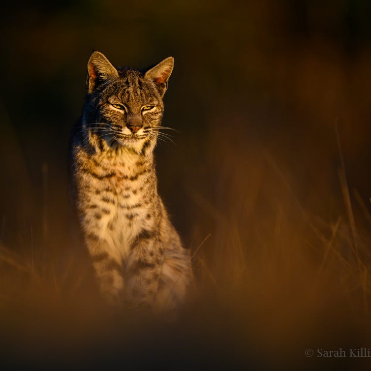 Tales from a Wild Life by Sarah Killingsworth