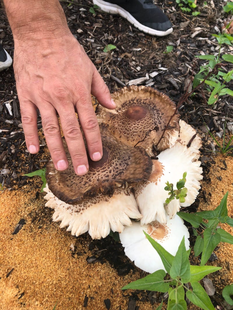 Hand Colony 2019