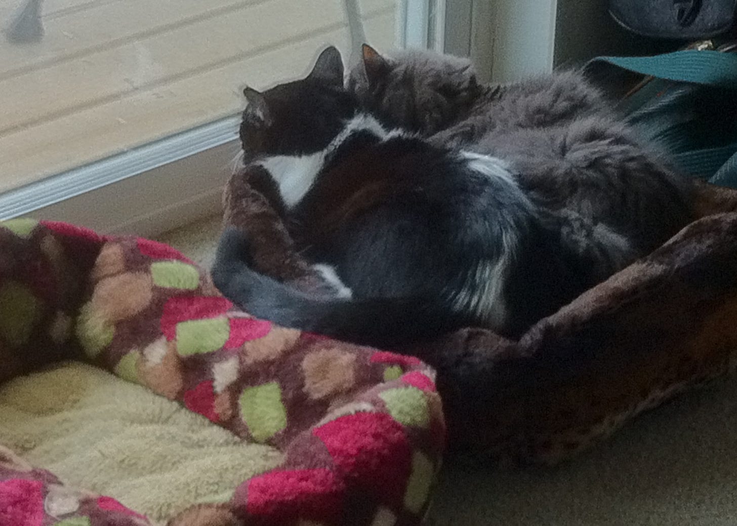 Two cats sleeping in a pet bed. An empty pet bed is next to them. One cat black & white, one cat gray