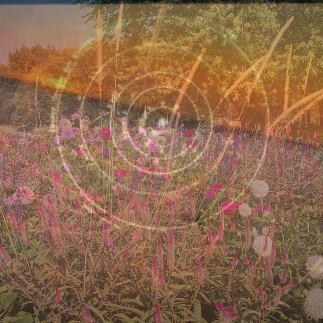 Two overlaid images. One is a field of flowers with trees in the background and blue skies. The other is a slanted horizon with an orange hue. In the middle are concentric circles in white. Some of you might recognise that the horizon and circles are from the intro of Star Trek Enterprise. There is a quote from the theme song in this newsletter. You're welcome. 